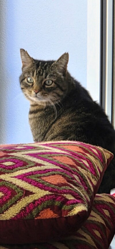Heb jij Tommie gezien? Dit huisdier wordt in Westervoort vermist