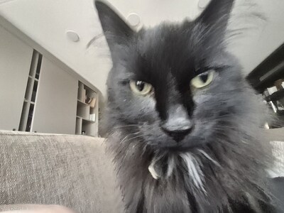 Heb jij Bondje gezien? Dit huisdier wordt in Winterswijk vermist