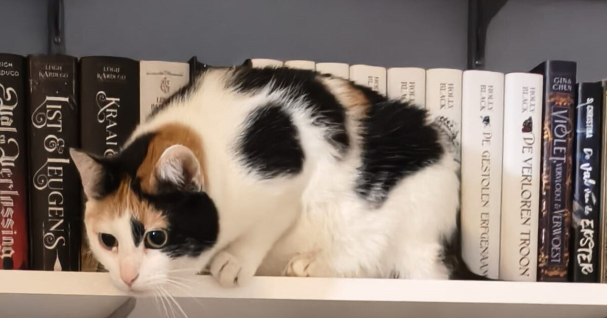 Heb jij Bella gezien? Dit huisdier wordt in Wageningen vermist