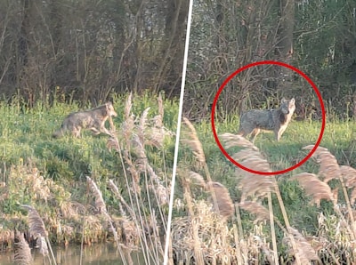 Ineens zien we overal wolven: wat is er aan de hand?