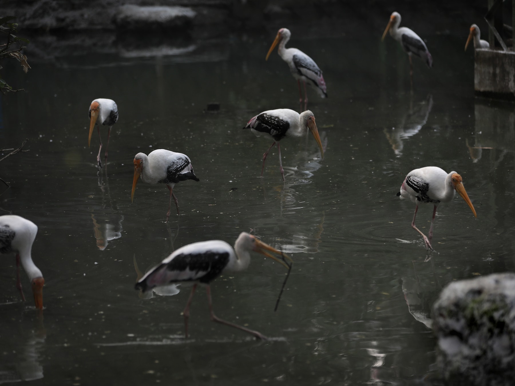 Vogelgriep vastgesteld bij dode ooievaars, dierentuin New Delhi sluit deuren