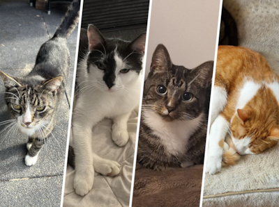 Wie heeft deze katten gezien? Het kan geen toeval zijn dat ze allemaal in korte tijd zijn verdwenen, zeggen ze in dit dorp