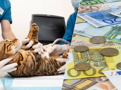 Torenhoge dierenartsrekeningen: toezichthouder wil ingrijpen bij commerciële ketens