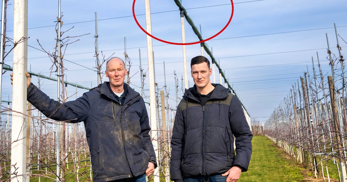 Hagelbuien vernielen jaar na jaar de oogst van fruitteler Jan (54), nu denkt hij de oplossing te heb