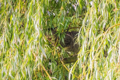 Kater Bob zat vast in de boom, maar laat zich niet zomaar uit de boom halen door de brandweer
