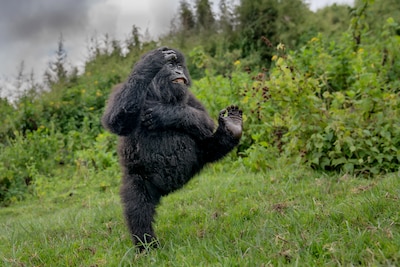 High five van gorilla, worstelende kikkers en chimpansee die in neus peutert: de leukste dierenfoto’s van 2025