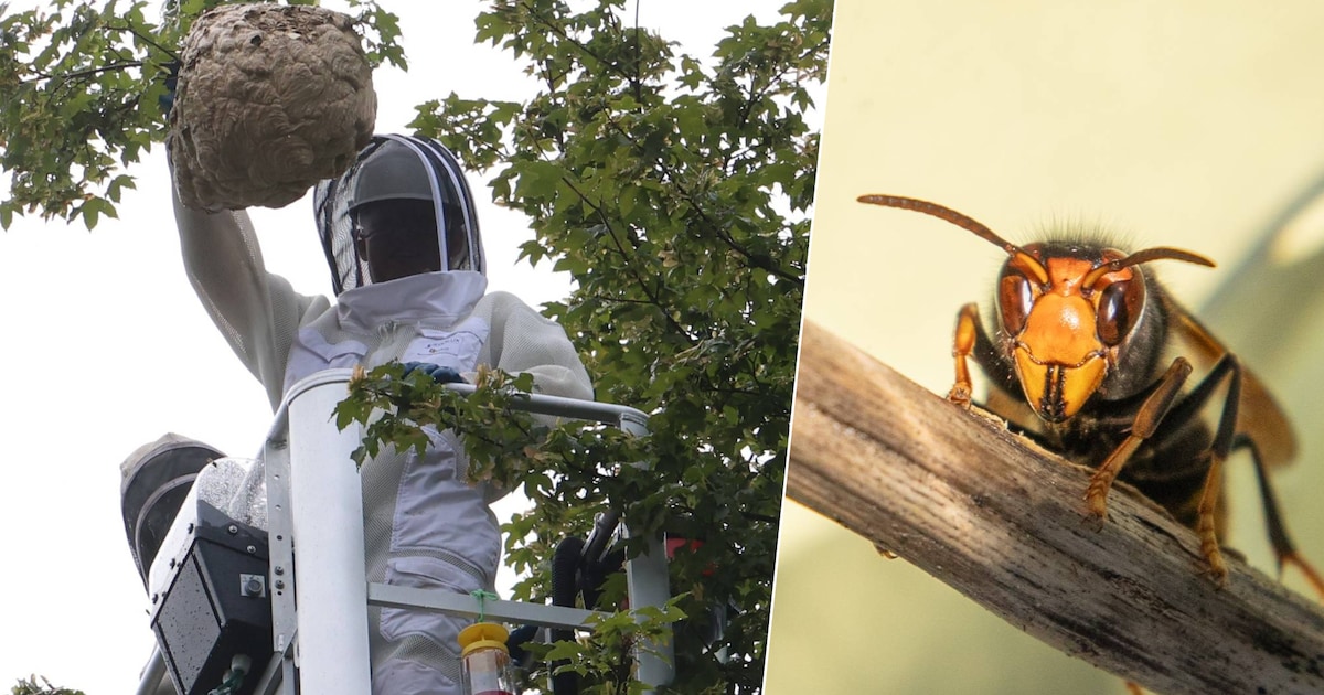 Enorme invasie van Aziatische hoornaar: ‘Maak me echt grote zorgen’