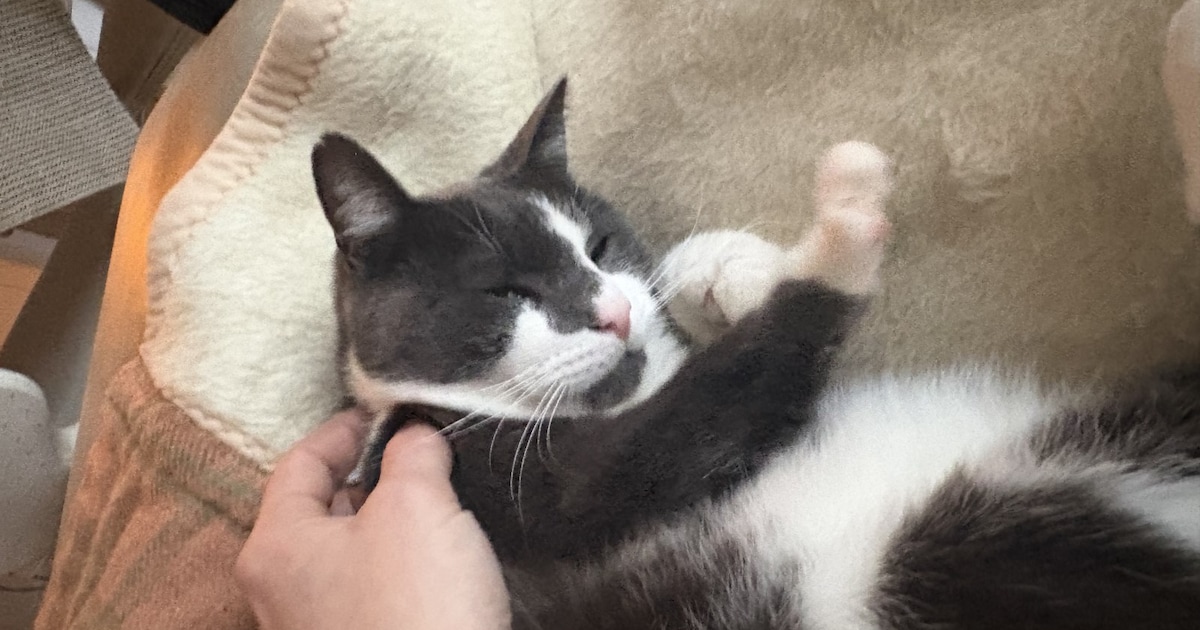 Heb jij Mickey gezien? Dit huisdier wordt in Montferland vermist