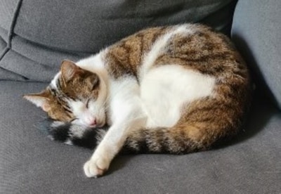 Heb jij Piak of Poeky gezien? Deze twee huisdieren worden in Utrechtse Heuvelrug vermist