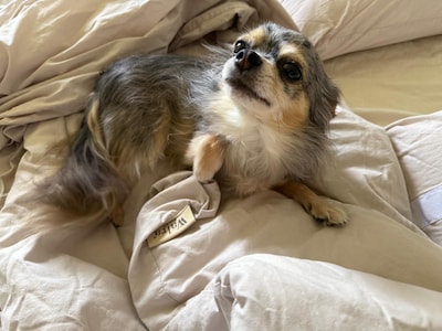 Heb jij Roxy gezien? Dit huisdier wordt in Mook en Middelaar vermist