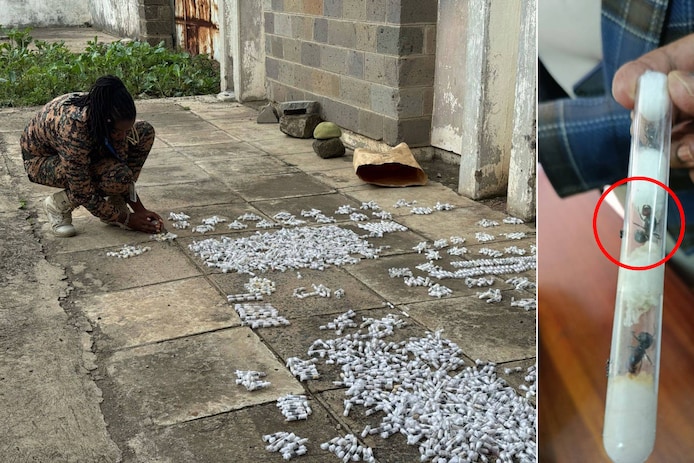 Een medewerker van de Kenya Wildlife Service bekijkt de duizenden mieren.