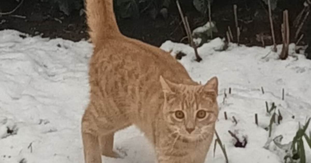 Heb jij Lemmy gezien? Dit huisdier wordt in Veenendaal vermist