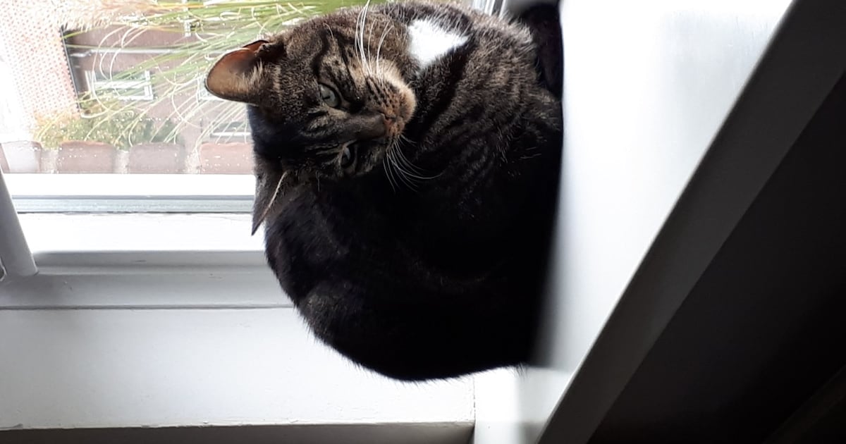 Heb jij Gappie gezien? Dit huisdier wordt in Doesburg vermist