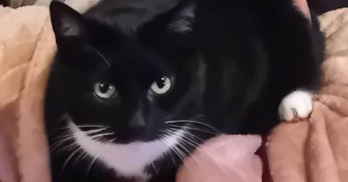 Heb jij Stitch, Mittens of Shiva gezien? Deze drie huisdieren worden in Land van Cuijk vermist