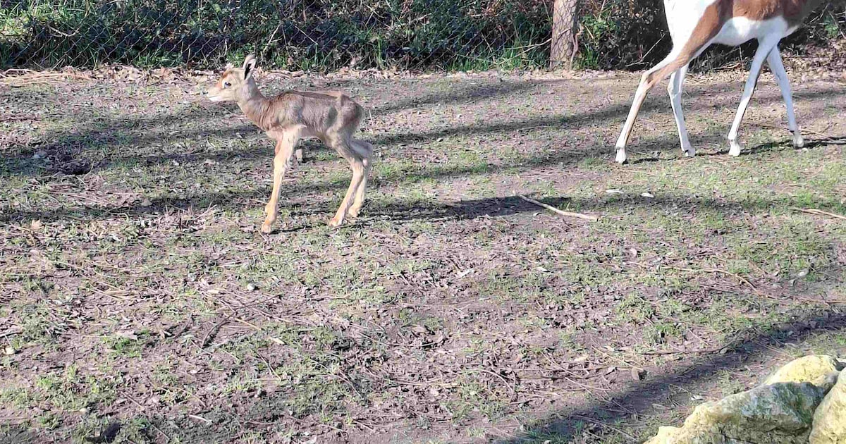 Ernstig bedreigde diersoort geboren in ZooParc Overloon