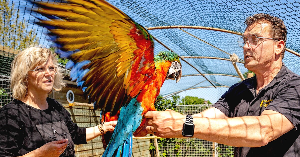 Papegaaienhotel Mero in Boven-Leeuwen: ‘Als ik het licht uitdoe, zegt de ara: ‘Welterusten’’