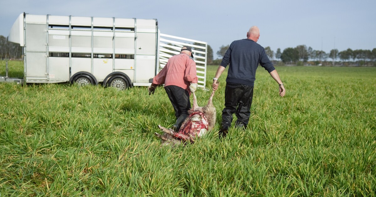 ‘Geschokt is het juiste woord: dit is niet zoeken naar een prooi maar heet gewoon moord’, rijmende b