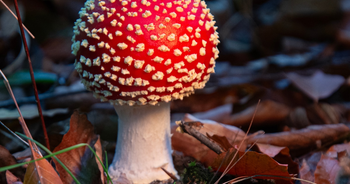Verhalen over kabouter Pluis bij Veluwezoom