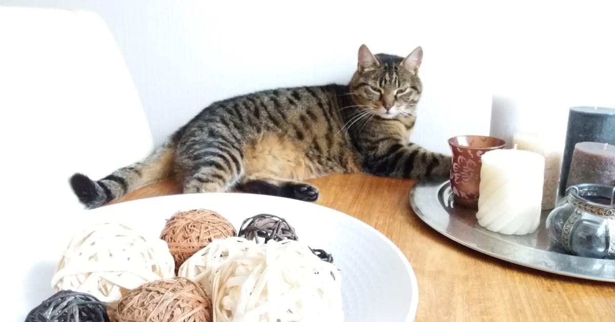 Heb jij Dinky gezien? Dit huisdier wordt in Doesburg vermist