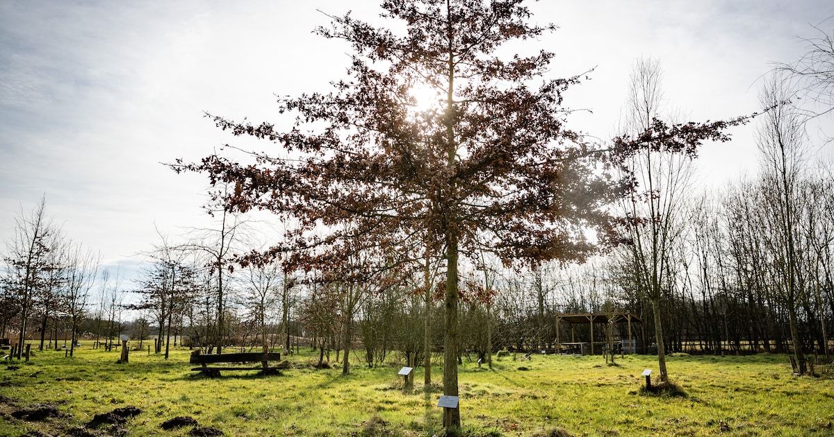 Bernard uit Aarle-Rixtel ziet graag meer bomen