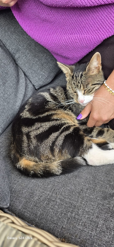 Heb jij Chika, Momo of Smokey gezien? Deze vier huisdieren worden in Buren vermist