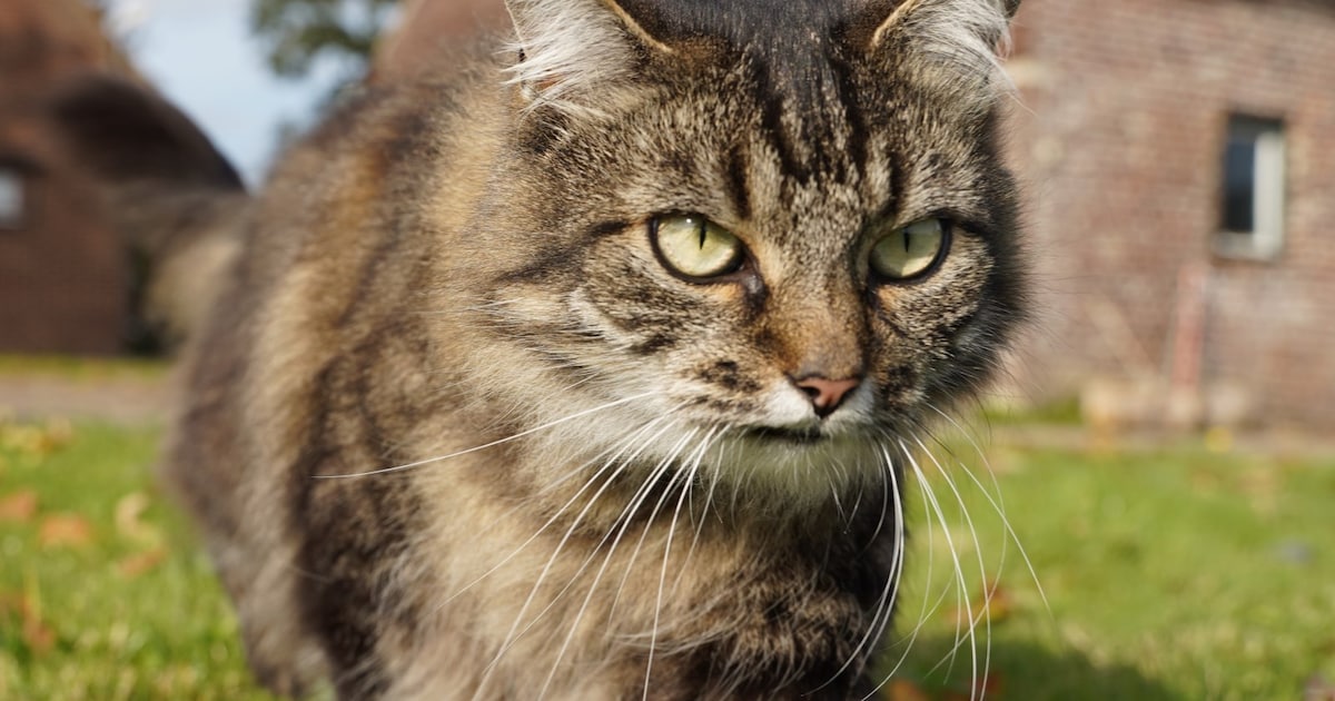 Heb jij Luna gezien? Dit huisdier wordt in Bergen vermist