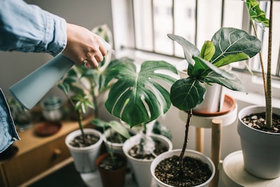 Doesburg verwent moeders met plantjes