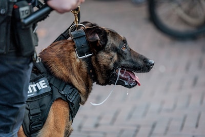‘Politiehondenverenigingen maken nog steeds gebruik van verboden stroomhalsbanden bij hondentraining’
