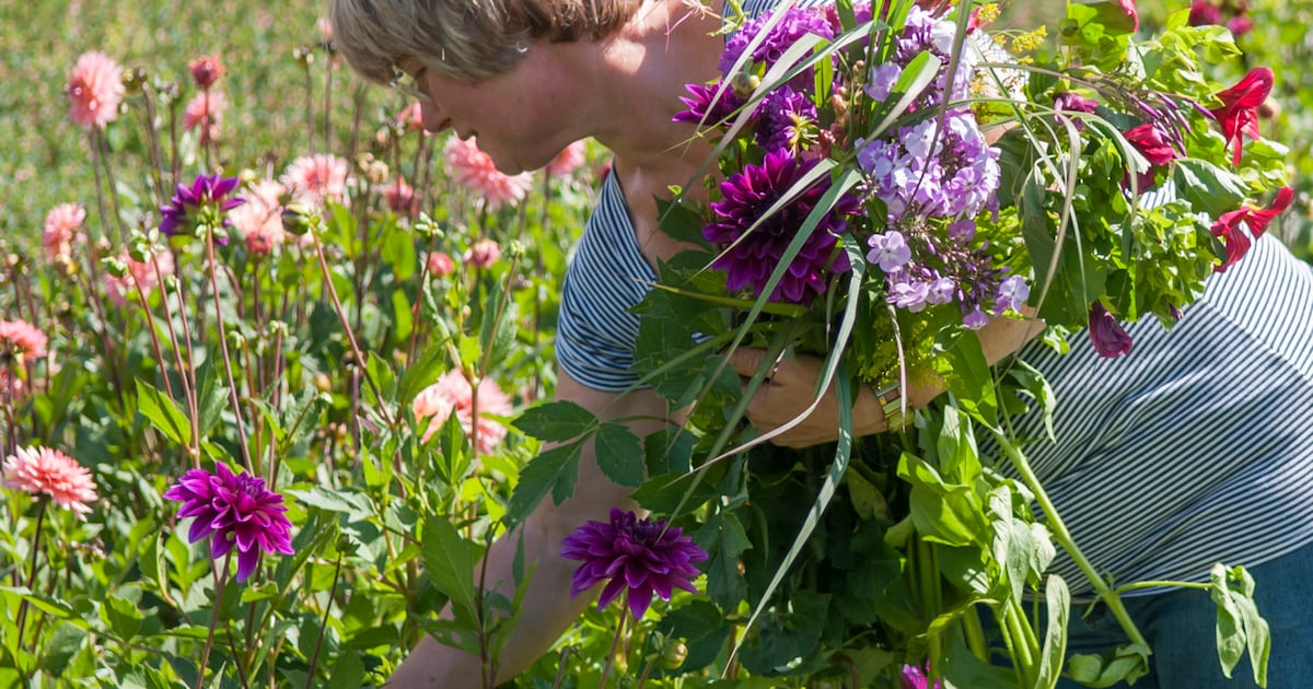 De Boschhoeve houdt plukbloemendagen in Wolfheze