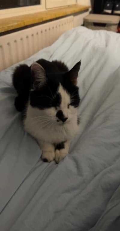 Heb jij Slodziak, Ghost of Masha gezien? Deze acht huisdieren worden in Nijmegen vermist
