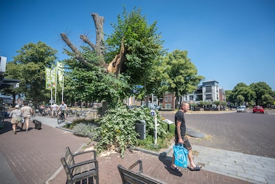 Monumentale Lindeboom in Overloon zwaar beschadigd, grote tak afgebroken
