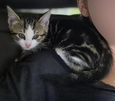 Heb jij Spot, Odin of DJ gezien? Deze drie huisdieren worden in Utrechtse Heuvelrug vermist