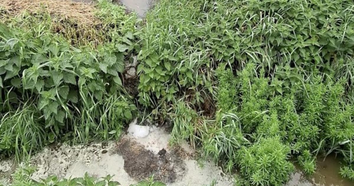 Kuilvoer en afvalwater in sloot: Reuselse bedrijven op de bon