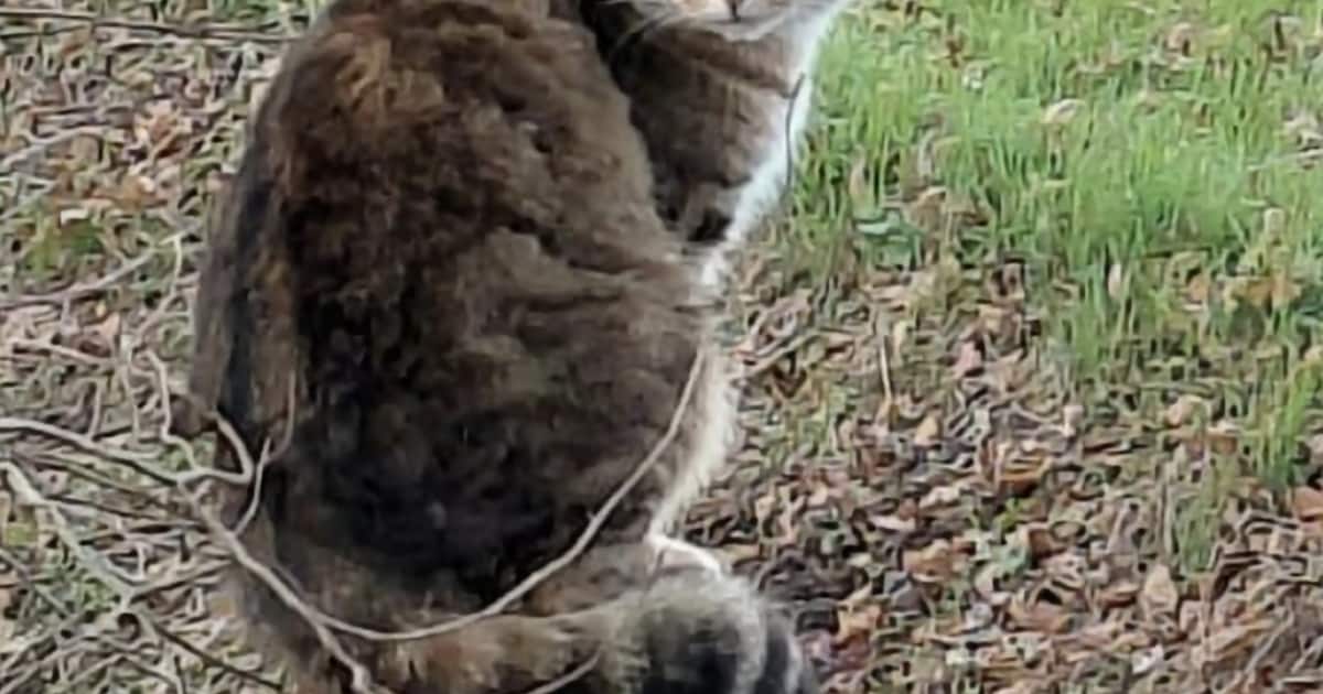 Heb jij Mau gezien? Dit huisdier wordt in Venray vermist