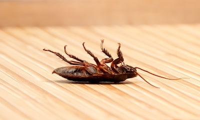 Hoe gevaarlijk zijn kakkerlakken voor je gezondheid? En 4 andere vragen over deze ongedierteplaag