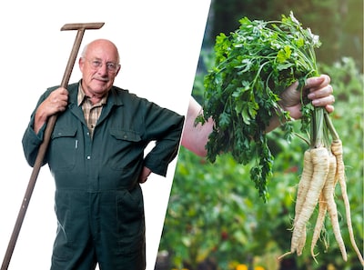 Peterselie in de tuin is prachtig, maar je hebt er wel veel geduld voor nodig