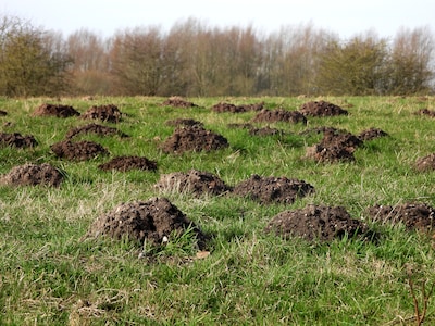 Mollentelling brengt verborgen dier in beeld