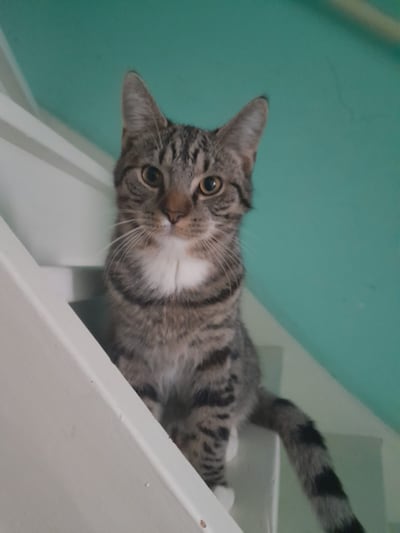 Heb jij Kittie, Zoë of Whiskey gezien? Deze zes huisdieren worden in Buren vermist