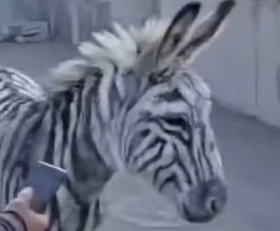 Klopjacht op ontsnapte zebra neemt bijzondere wending: het blijkt een heel ander dier