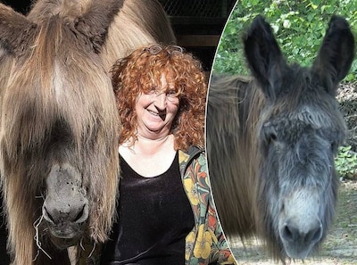 Haren van ezel Lou Lou ongevraagd geknipt in Oss, ‘Even tot hier’ komt in actie: ‘Wat doe je in heme