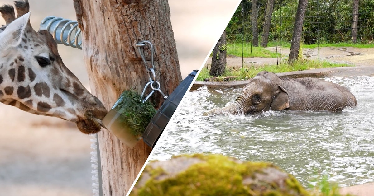 KIJK | Leeuwen krijgen ingevroren kuikens: zo worden dieren in Burgers ...