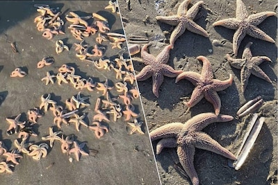 Duizenden zeesterren spoelen aan op Vlaams strand, hoe kan dit?