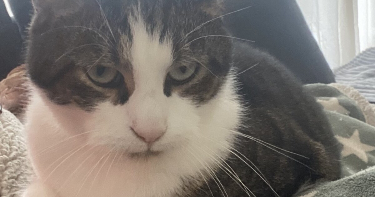 Heb jij Ziva of Pip gezien? Deze twee huisdieren worden in Zevenaar vermist