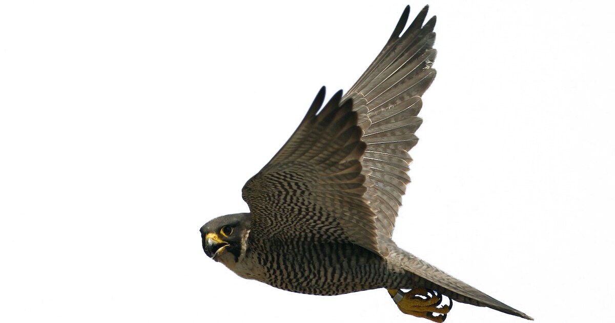 Hardloper filmt dreigende slechtvalk