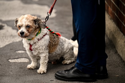 Wie de plas van zijn hond in dit Zwitserse stadje niet direct naspoelt met een scheut water riskeert een boete van 100 euro