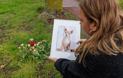 Hondje overlijdt na aanval pitbull, baasje Aimee raakt zelf gewond: ‘In mijn beleving duurde het uren’