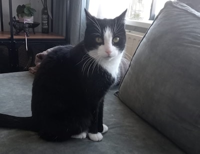 Heb jij Pluisje gezien? Dit huisdier wordt in Tiel vermist