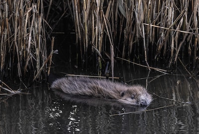 Enorme toename van aantal bevers in de regio; waterschap neemt maatregelen