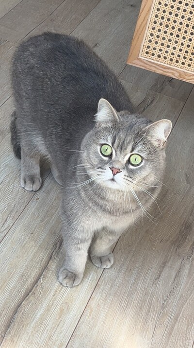 Heb jij Ollie, Poes of Minos gezien? Deze vijf huisdieren worden in Buren vermist
