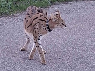 Exotisch roofdier loopt door dorp, politie al hele weekend bezig met zoektocht naar eigenaar